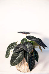 Alocasia reginula "Black velvet"